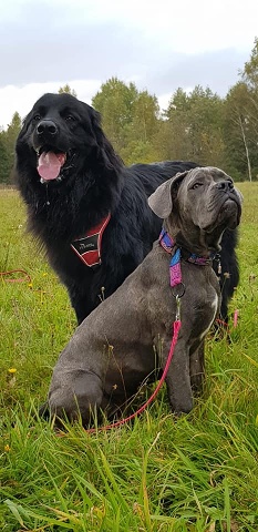 245833656 4372443929476632 4388792673302292749 N