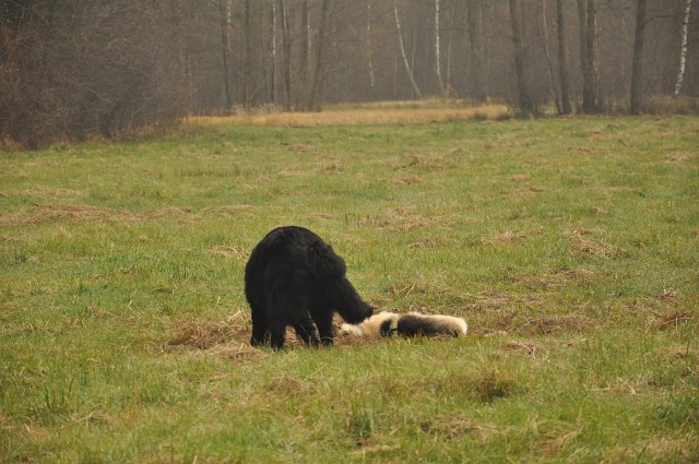 256435373 407547084409829 3752801429186560528 N